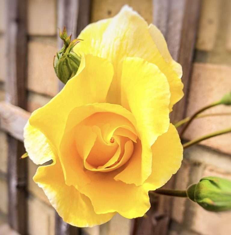 A single yellow rose in full bloom. The trellis is in the background on the brink wall and you can see other rose buds