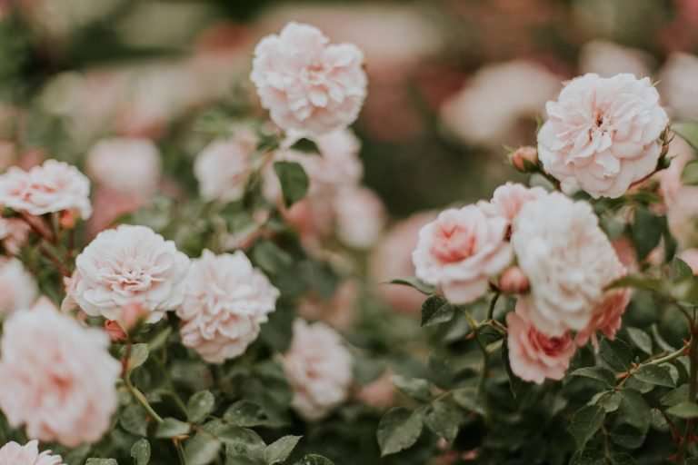 Lots of pale pink roses on a bush, all in bloom