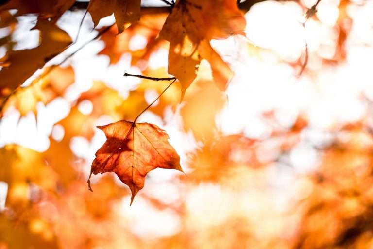 A tree with only a single leaf in focus. All the leaves are orange