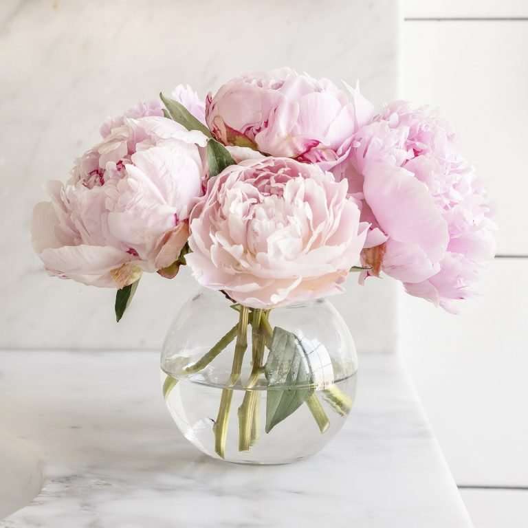 Large pale pink flowers are in a clear vase on a marble countertop