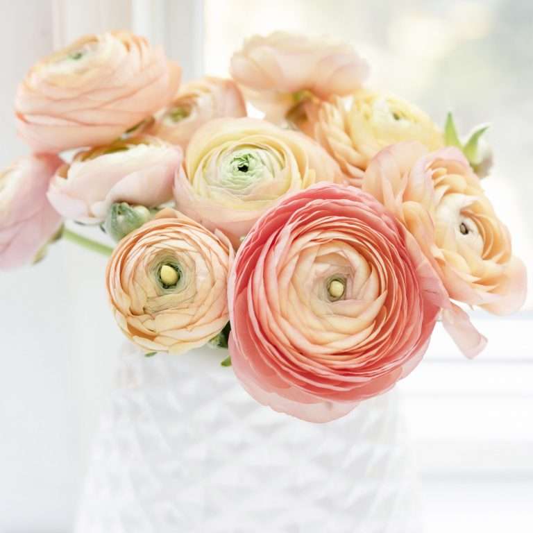 Dusky and pale pink flowers are in a white vase
