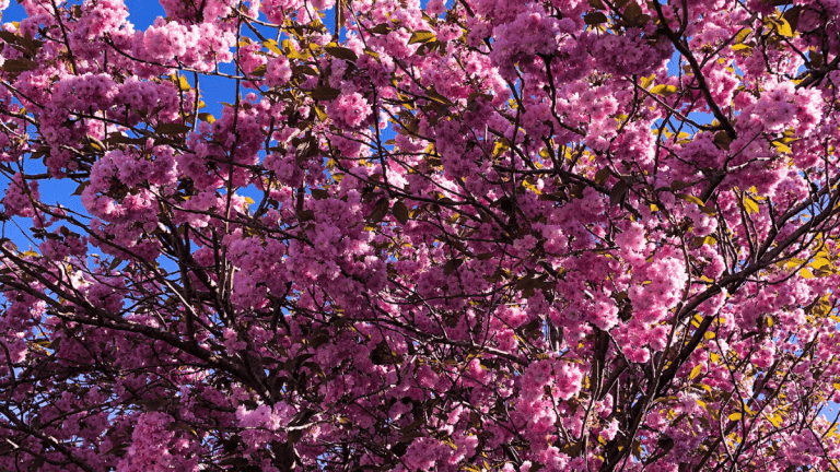 Pink blossom tree in full bloom with blue sky in the background just peeking through