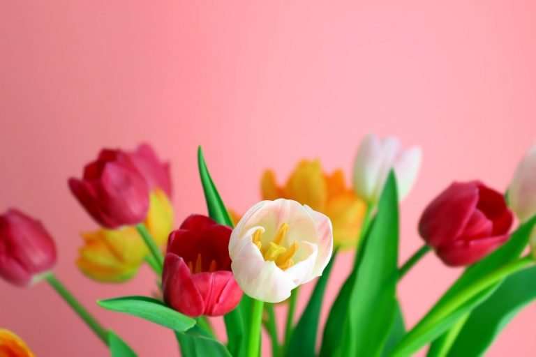 A pink background with white, yellow and red tulips. You can only see the heads of the tulips.