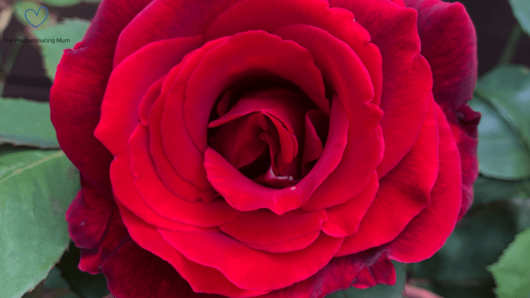 Close up of a beautiful red rose with its green leaves