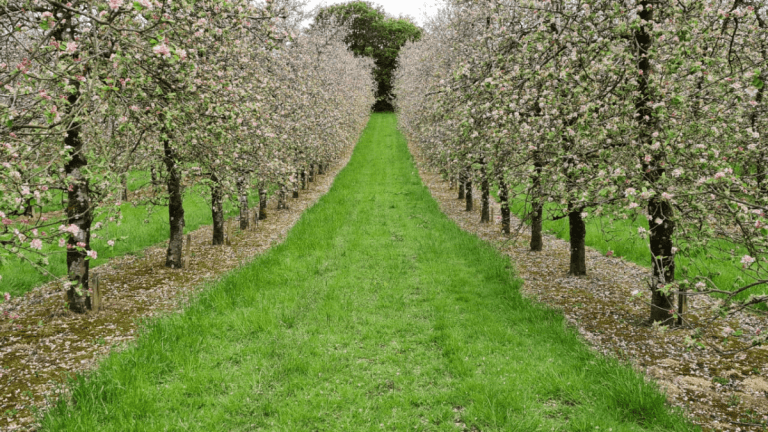 A beautiful Apple orchard. Rows and rows of trees with pink blossom