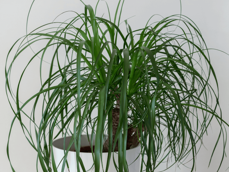 A Ponytail palm with lots and lots of leaves is sat in a large white pot against a white background