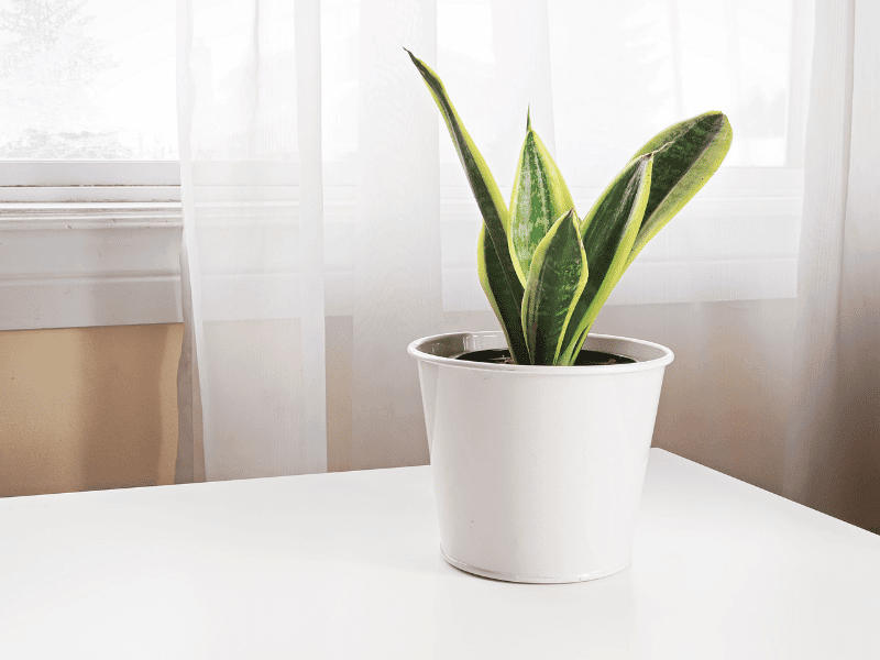 A snake plant is sat in a white pot. The pot is on a white table. The wall is beige and there is a window with a long net curtain