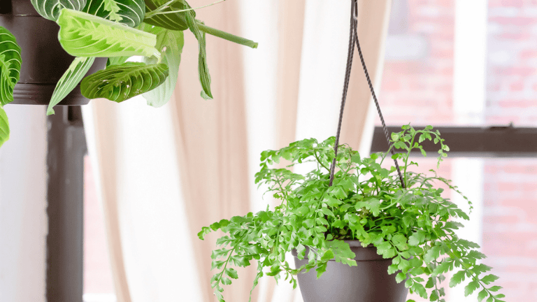 Two different green plants are sat in their own brown hanging baskets. There is a window in the background and a pale pink curtain