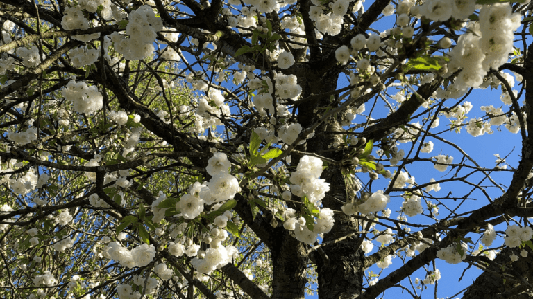 A blossom tree in bloom